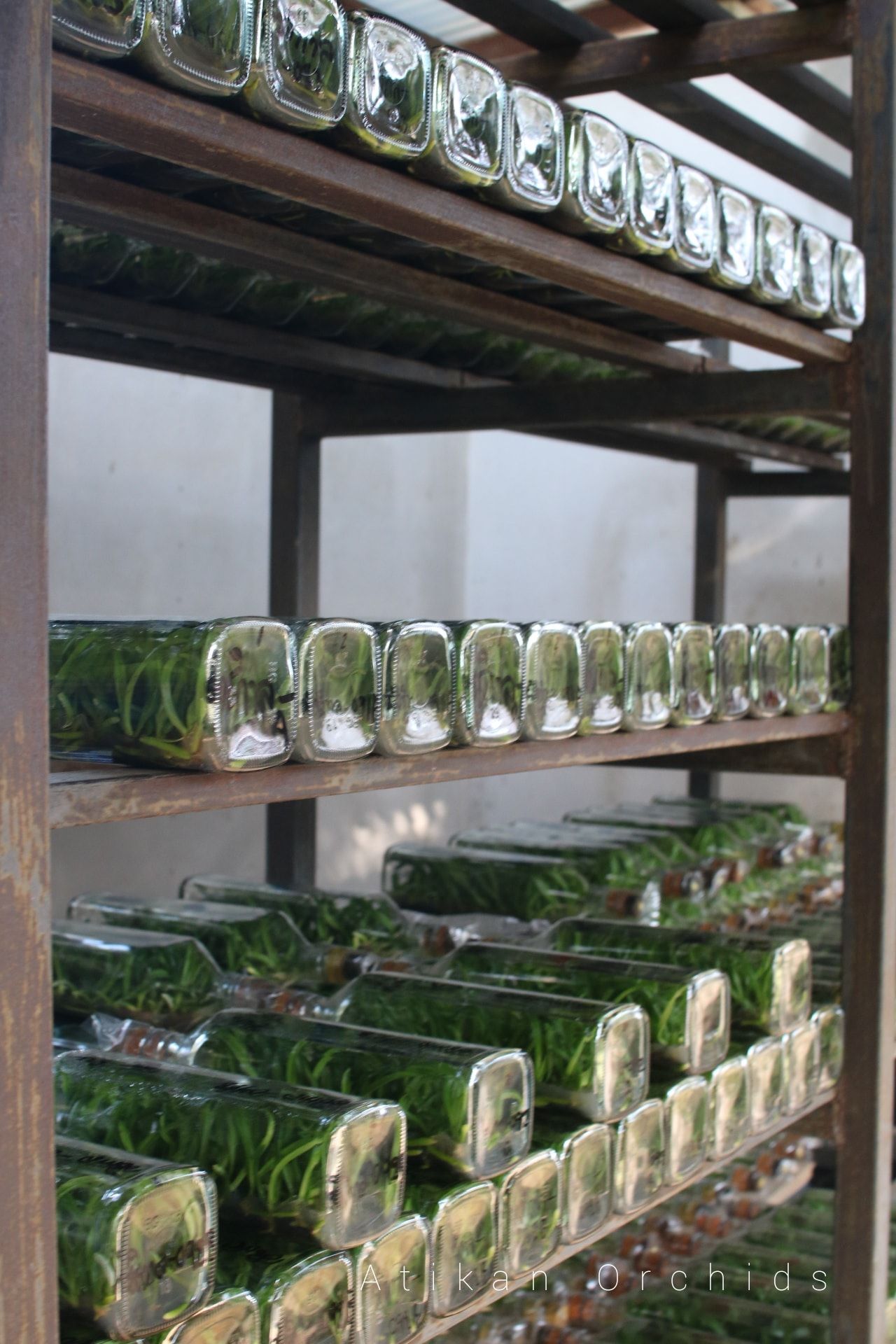 Wholesale Vanda Orchid Flask from Thailand