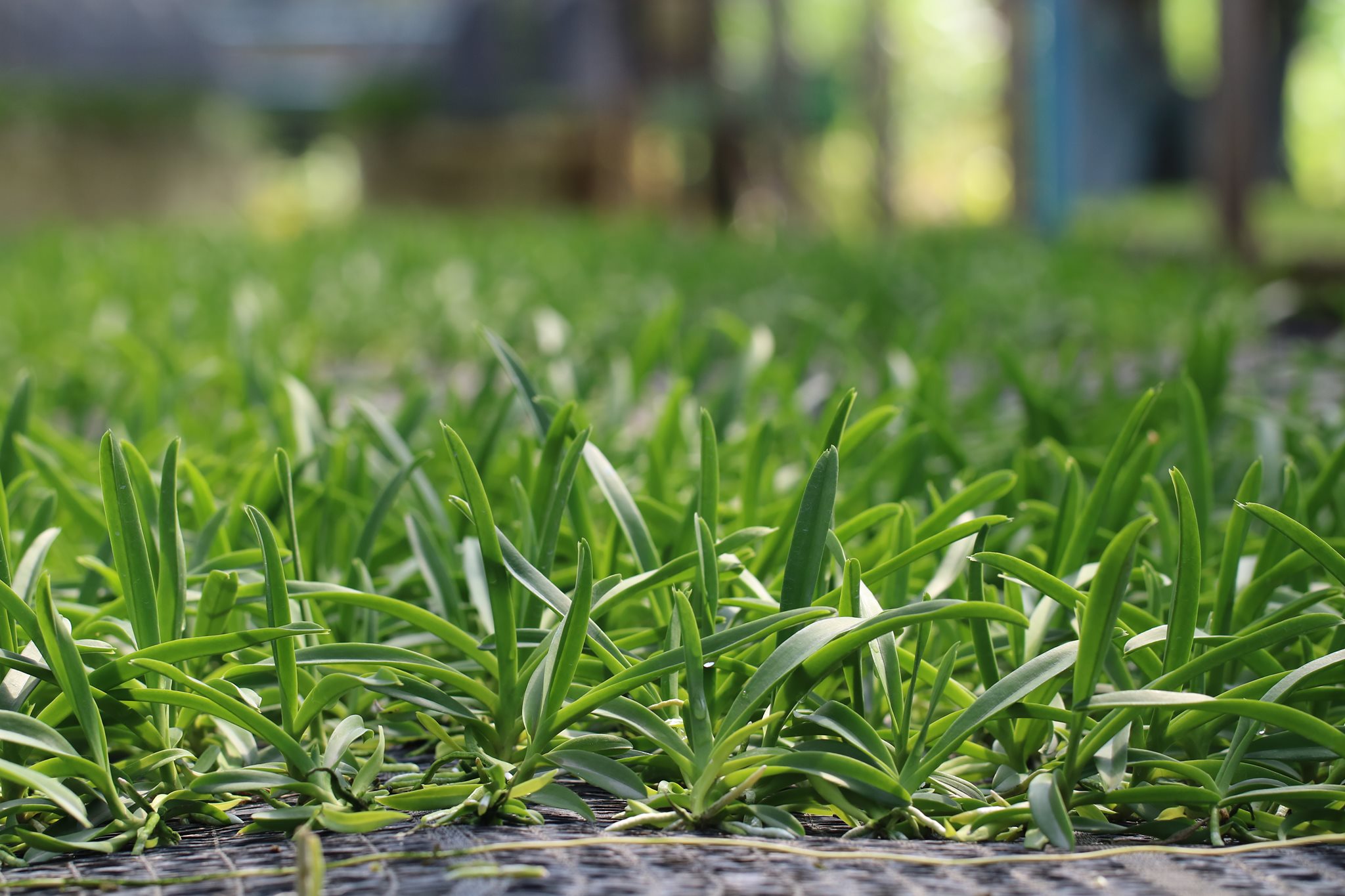 Wholesale Vanda Orchid Seeding from Thailand